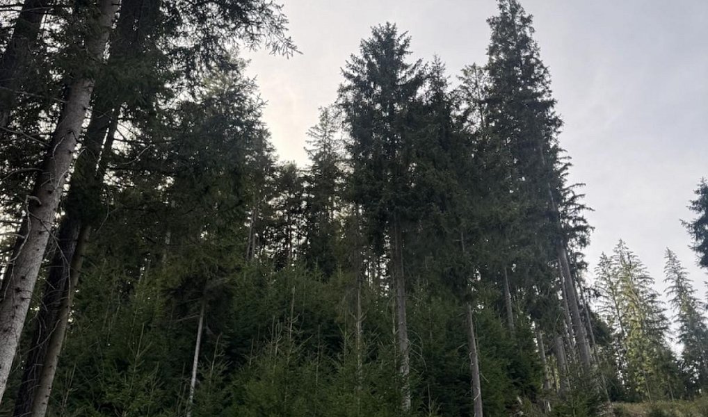 Prodej lesa 3 198 m², Buk – náhled fotky 2