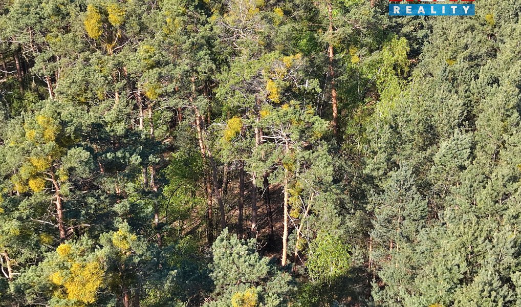 Prodej lesa 4 769 m², Sadská – náhled fotky 4