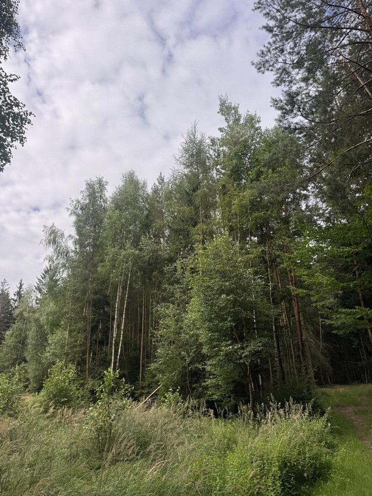 Prodej lesa 11 311 m² – fotografie 2