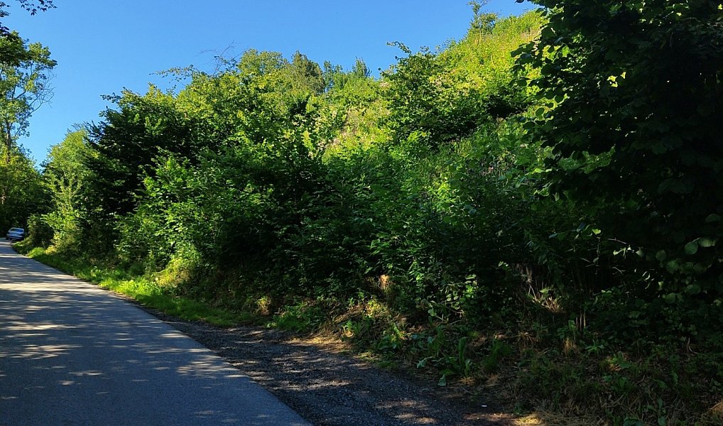 Prodej lesa 4 922 m², Benešov u Semil – náhled fotky 4