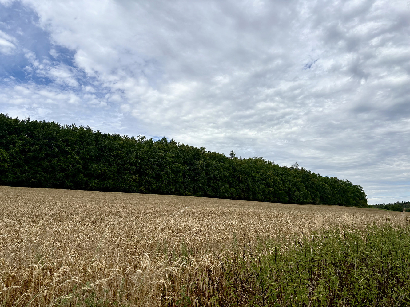 Prodej lesa 27 968 m² – fotografie 5