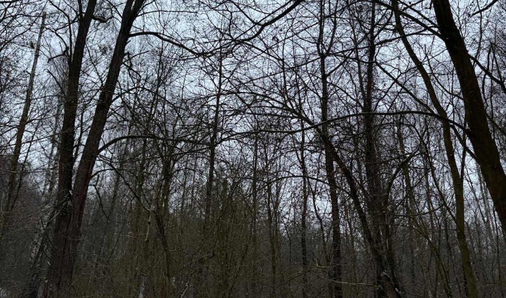 Prodej lesa 15 433 m², Holubice – náhled fotky 10
