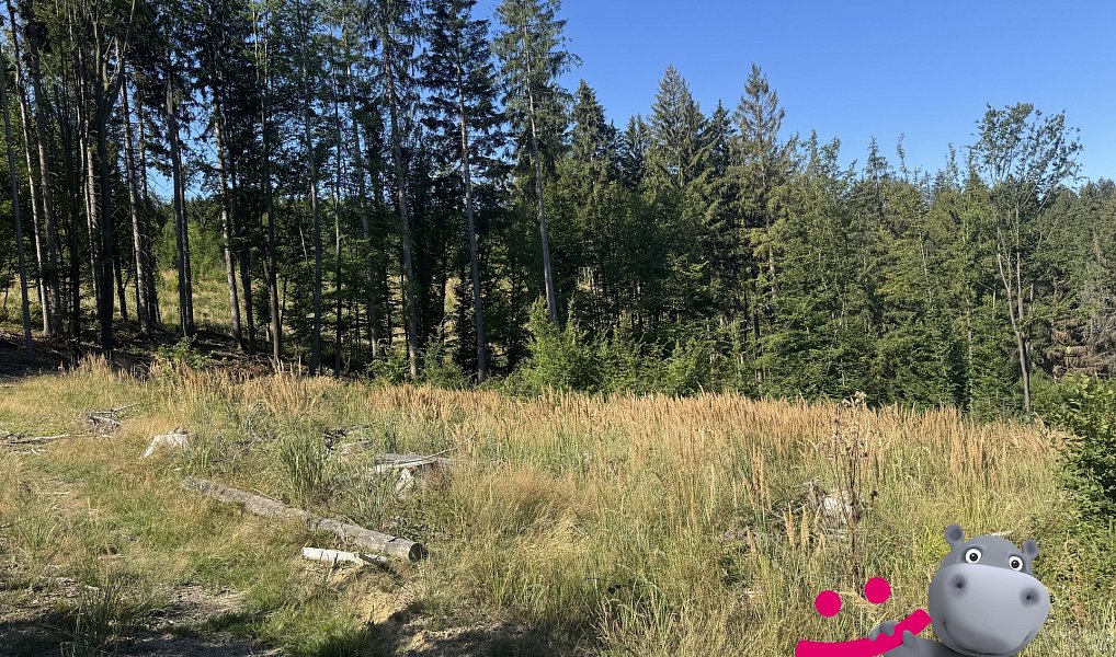 Prodej lesa 5 887 m², Janová – náhled fotky 2