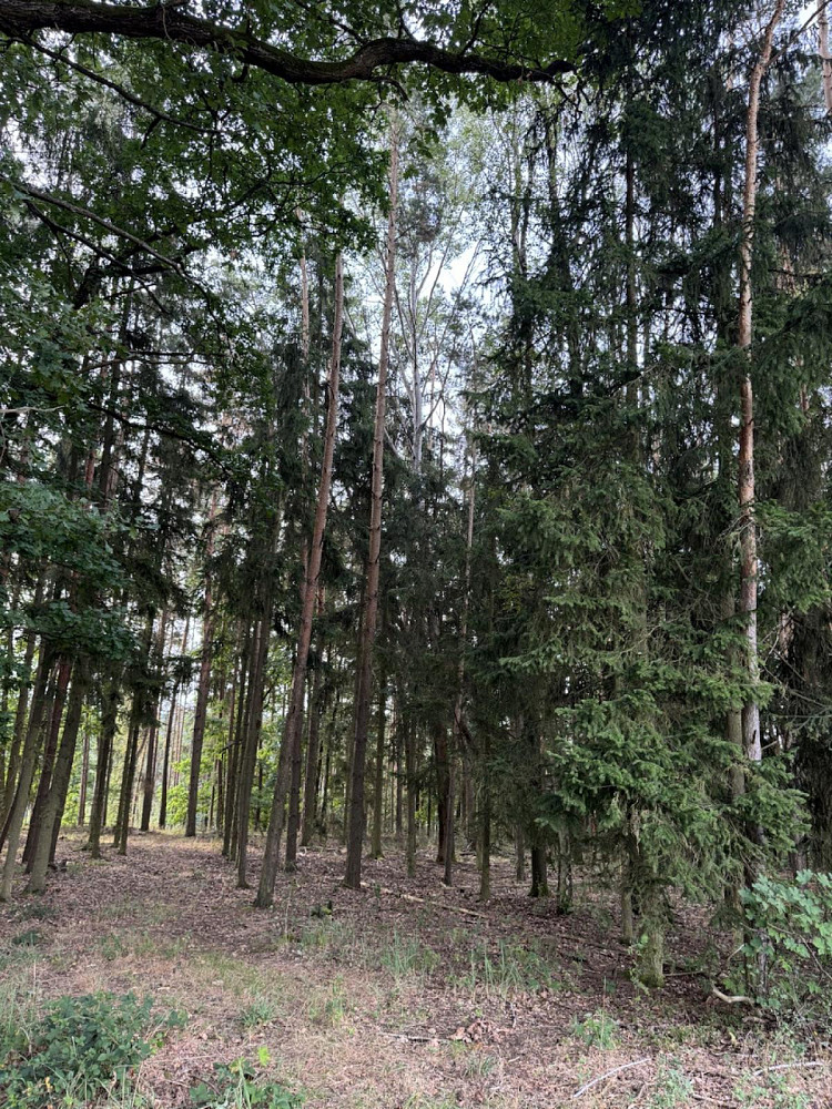 Prodej lesa 2 639 m² – fotografie 2