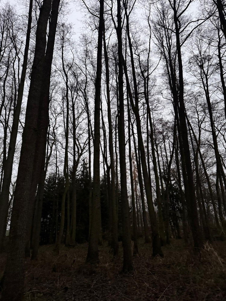 Fotka 7 z 18