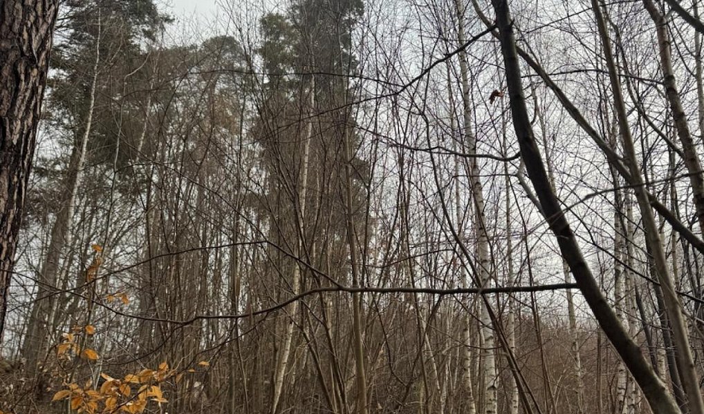 Prodej lesa 5 829 m², Malá Bystřice – náhled fotky 9