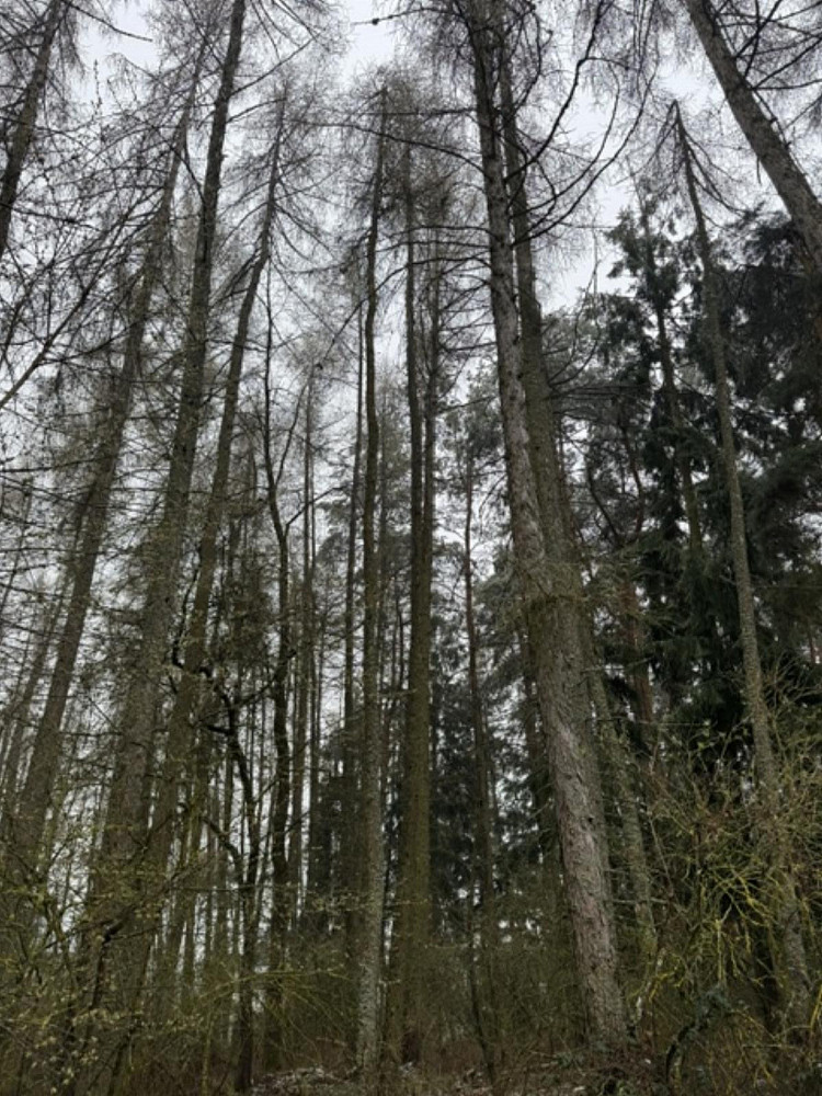 Prodej lesa 7 982 m²