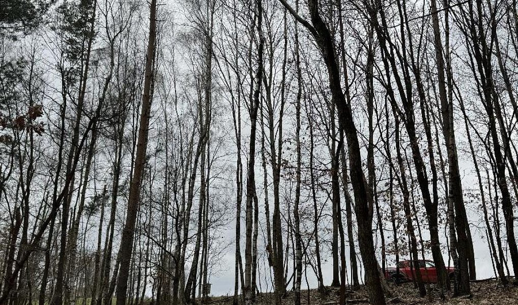 Prodej lesa 3 582 m², Líšný – náhled fotky 4