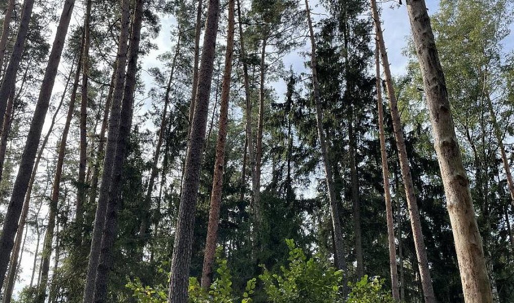 Prodej pozemku 3 510 m², Drahov – náhled fotky 10