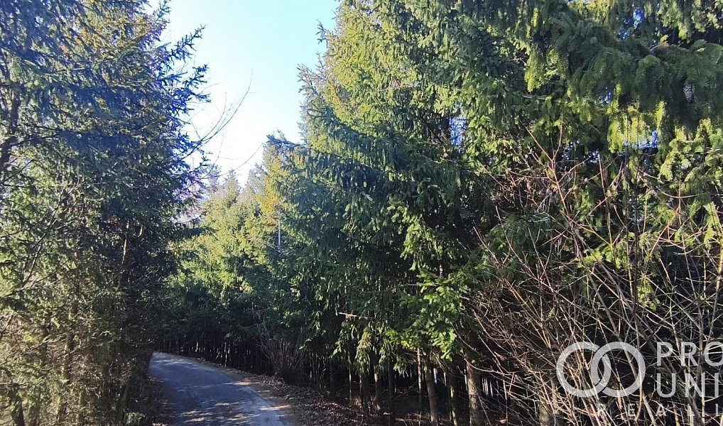 Prodej lesa 3 762 m², Lhota u Vsetína – náhled fotky 2