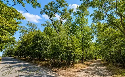 Prodej lesa 6 618 m², Lužice, okres Hodonín