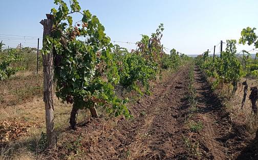 Prodej pozemku 7 078 m², Valtice - Úvaly, okres Břeclav