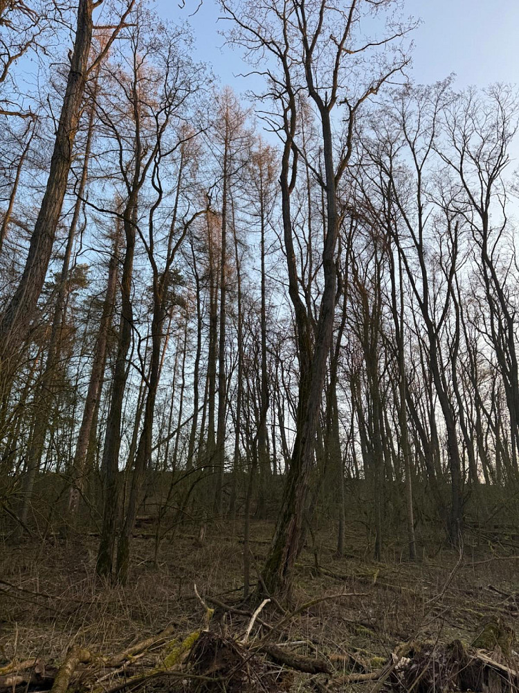 Prodej lesa 8 197 m² — photo 2