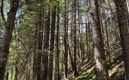 Prodej lesa 6 930 m², Drnovice, okres Vyškov