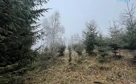 Prodej lesa 20 974 m², Stará Paka, okres Jičín