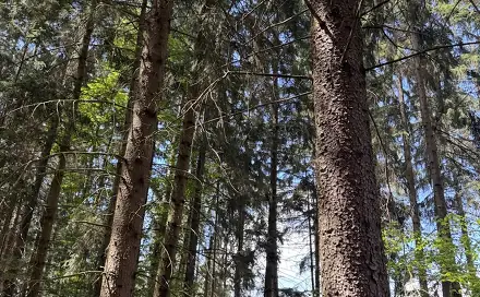 Prodej lesa 1 401 m², Nýřany, okres Plzeň-sever