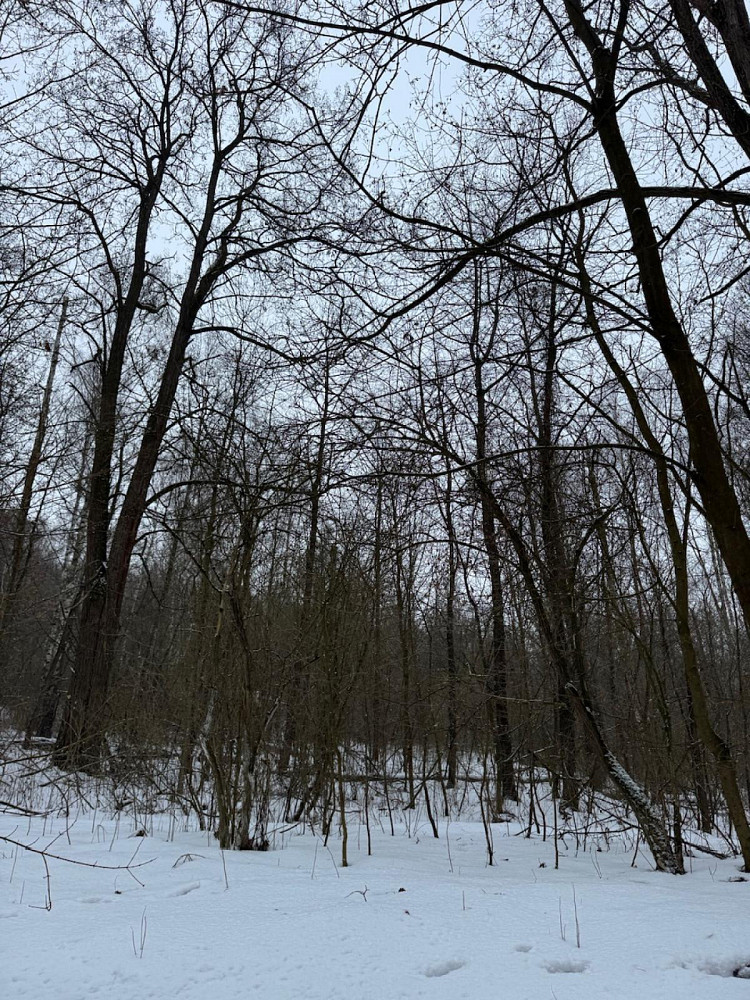 Prodej lesa 11 441 m²