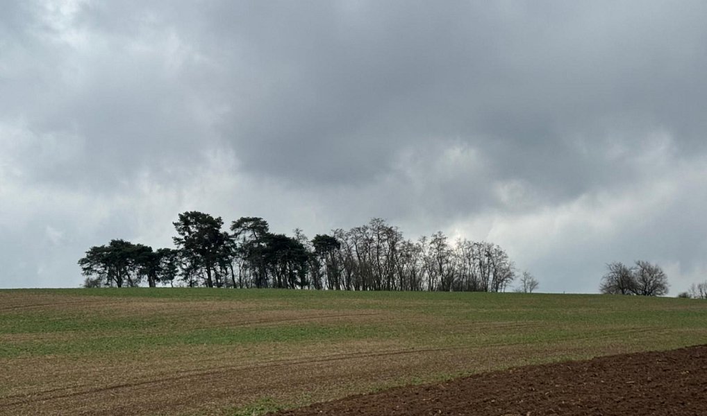 Prodej lesa 1 690 m², Břežany I – náhled fotky 2