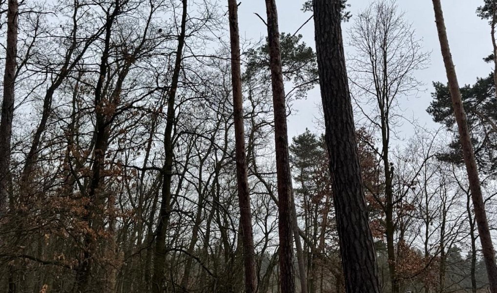 Prodej lesa 2 638 m², Černěves – náhled fotky 5