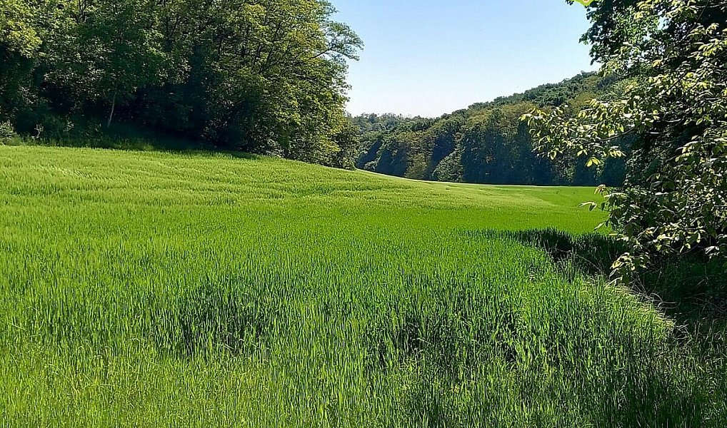 Prodej lesa 6 415 m², Diváky – náhled fotky 2