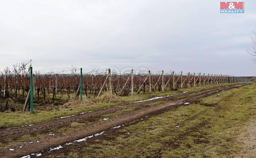 Prodej pole 9 811 m², Moravský Žižkov, okres Břeclav