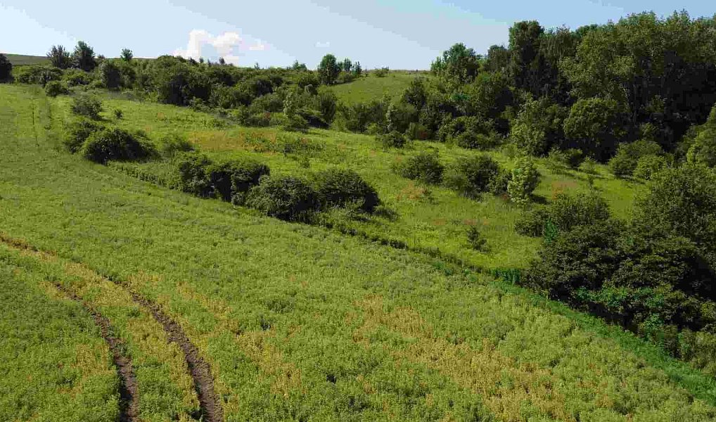 Prodej pole 3 134 m², Bučovice – náhled fotky 3