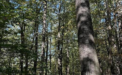 Prodej lesa 7 174 m², Žulová, okres Jeseník