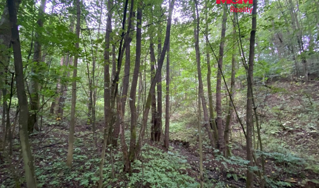 Prodej lesa, 1204 m², Ústí nad Orlicí, Strážná