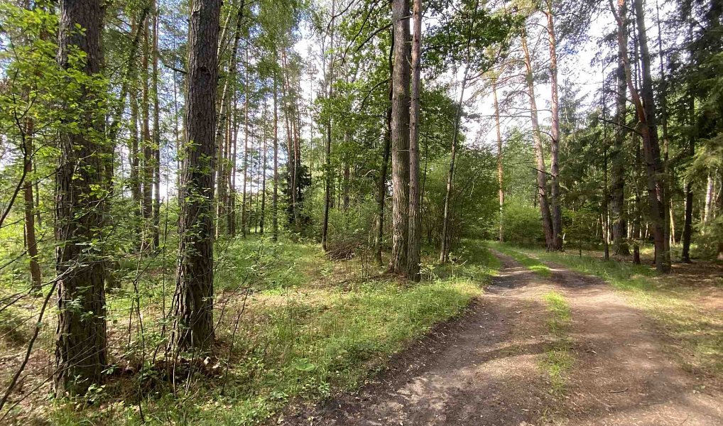 Prodej louky 10 951 m², Trhové Sviny – náhled fotky 8