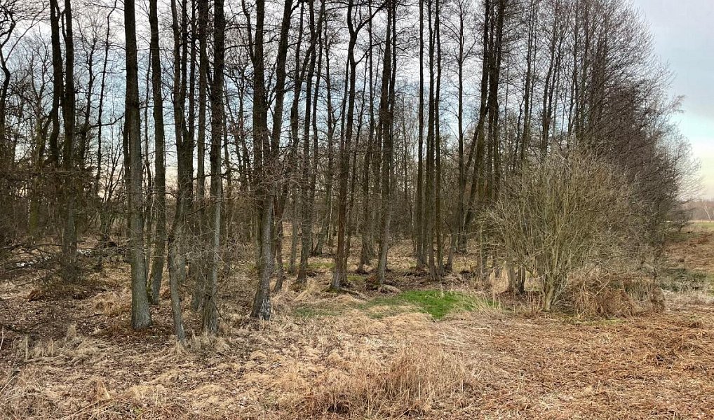 Prodej pozemku 3 460 m², Černá u Bohdanče – náhled fotky 3