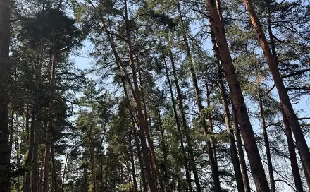 Prodej lesa 3 827 m², Krejnice - Nýřany