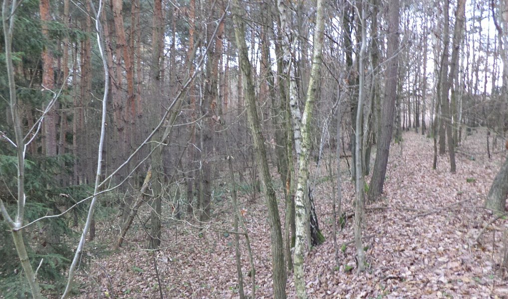 Prodej lesa 28 299 m², Křečovice – náhled fotky 4