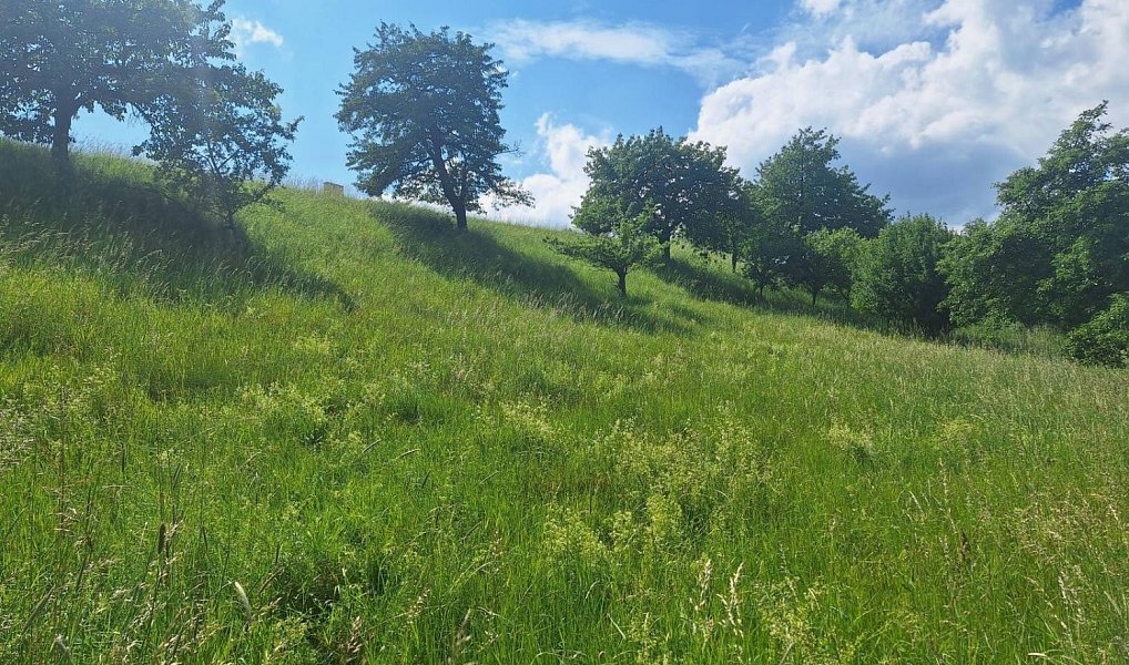Prodej stavebního pozemku 2 318 m², Malé Svatoňovice – náhled fotky 8