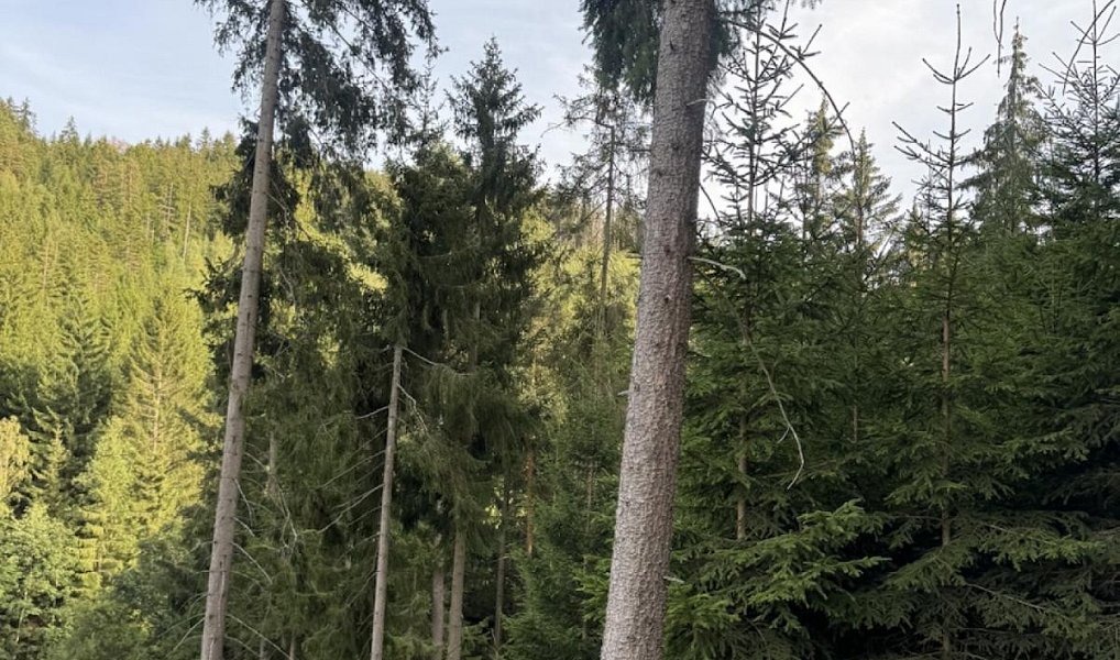 Prodej lesa 3 198 m², Buk – náhled fotky 4