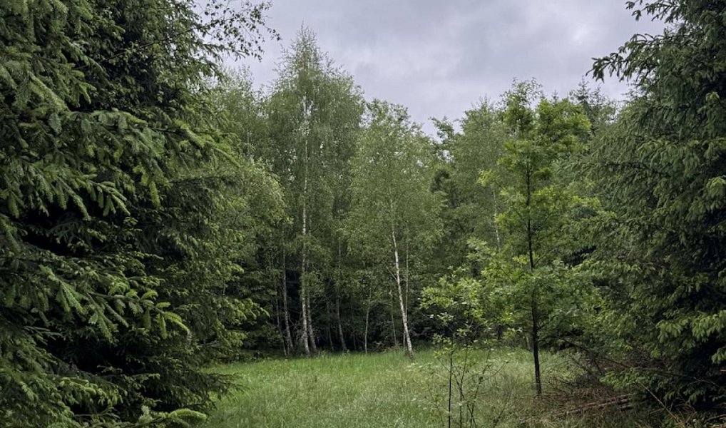 Prodej lesa 2 784 m², Verneřice – náhled fotky 3