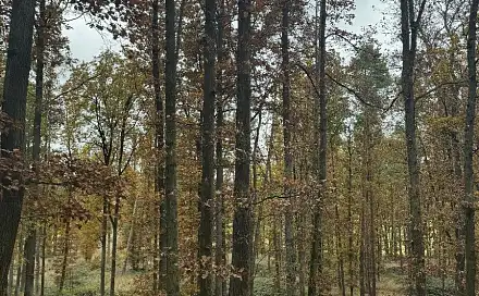 Prodej pozemku 43 384 m², Dolní Lukavice - Nýřany