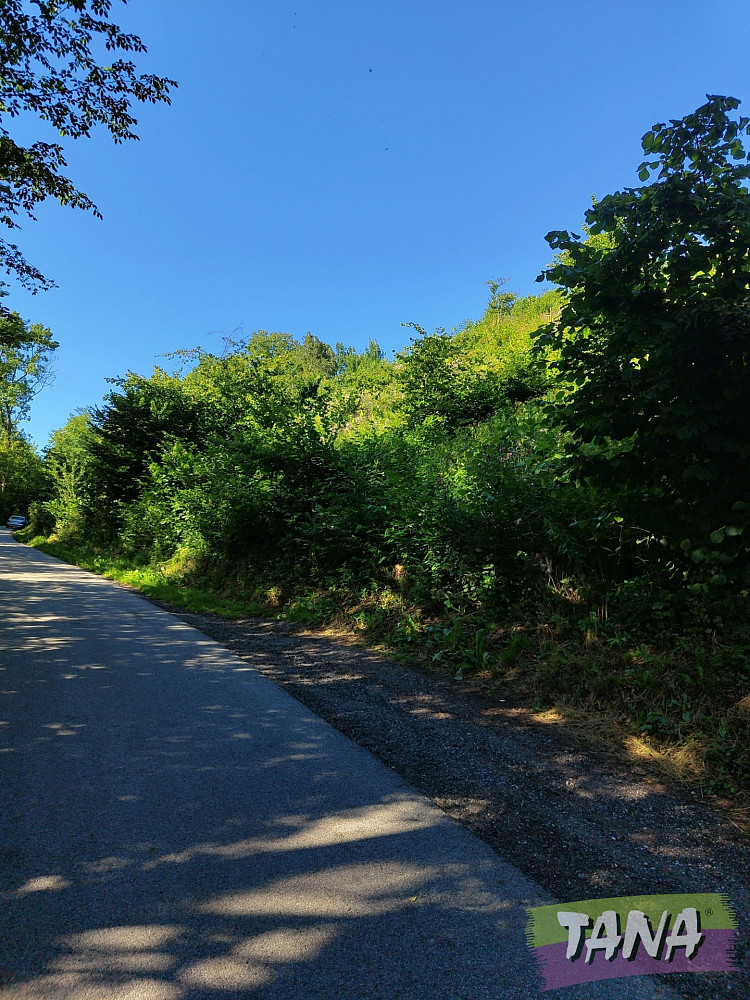 Prodej lesa 4 922 m², Benešov u Semil – pohled 4