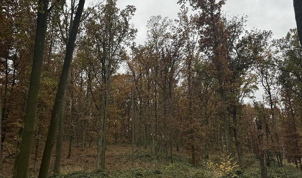 Prodej pozemku 43 384 m², Dolní Lukavice – náhled fotky 9