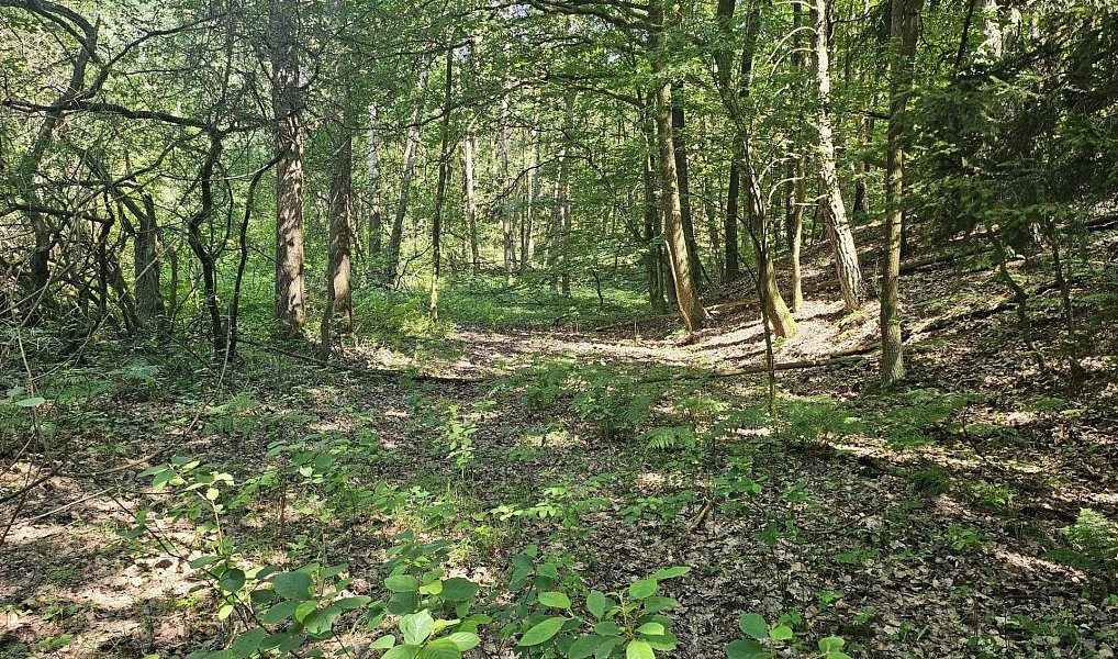 Prodej louky 16 229 m², Boseň – náhled fotky 11