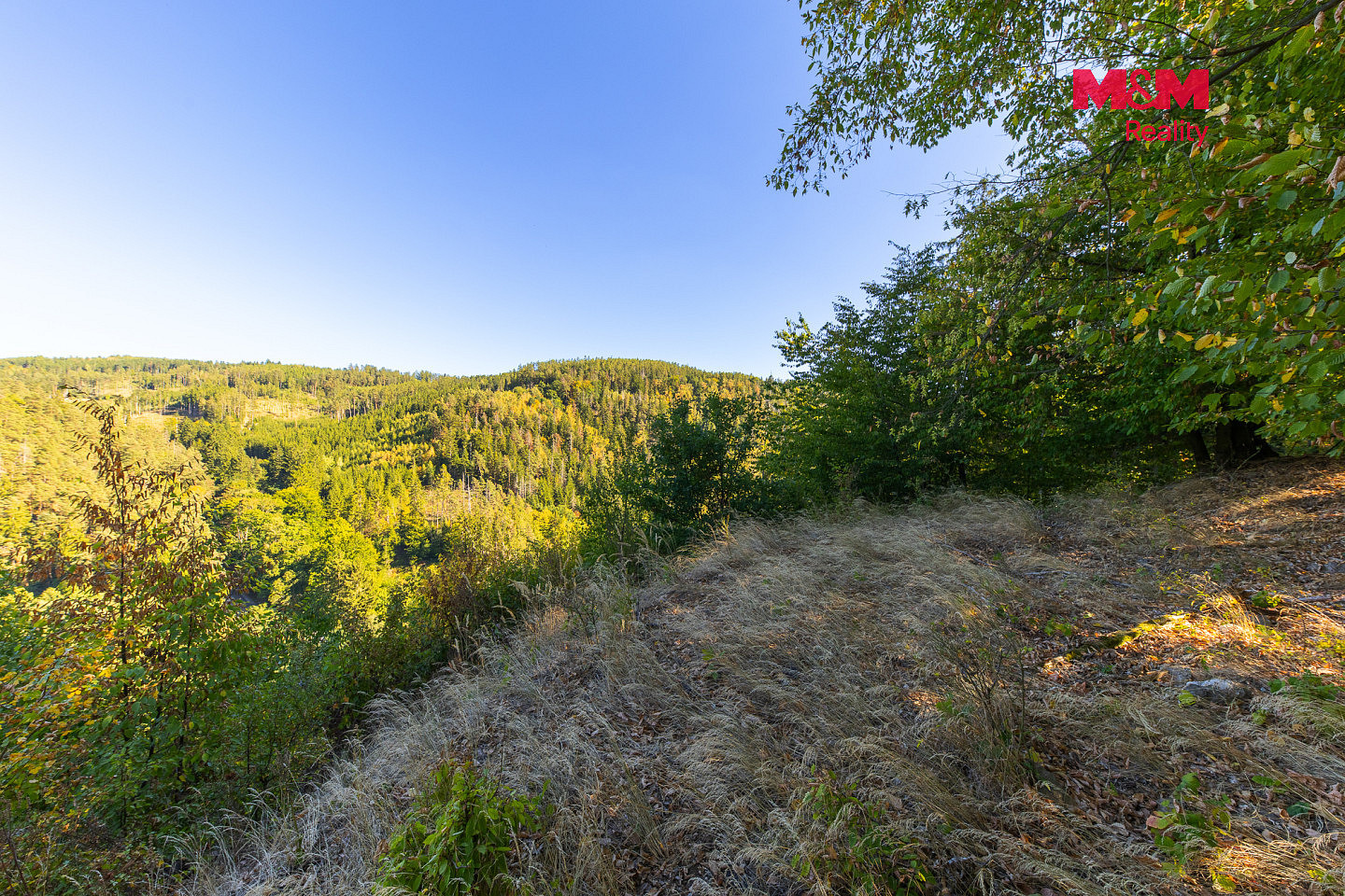 Prodej lesa 7 450 m² – fotografie 4