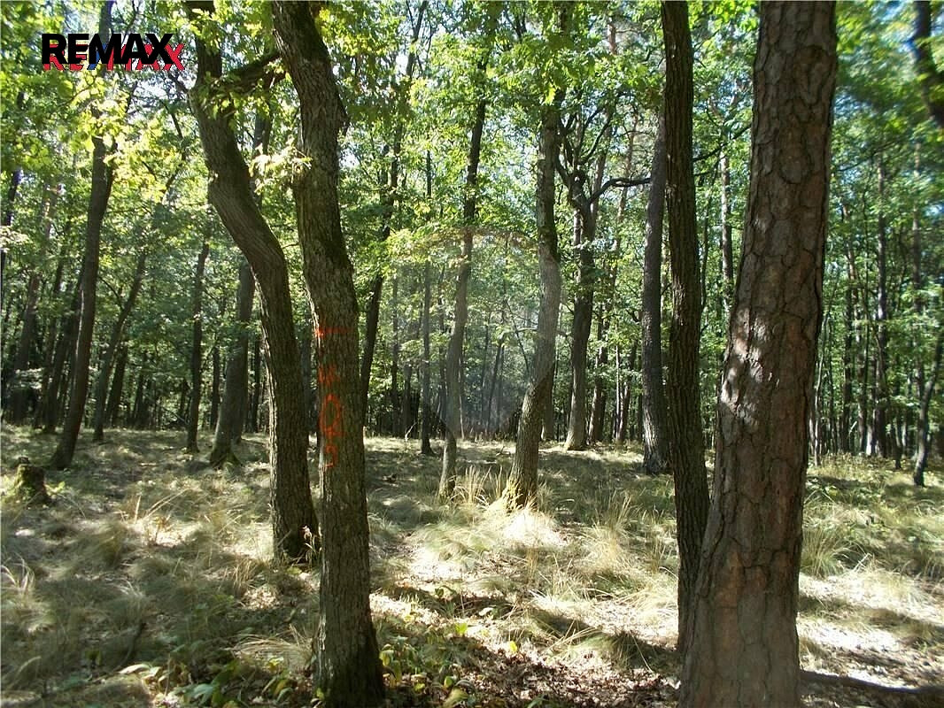 Prodej lesa 38 449 m² – fotografie 3