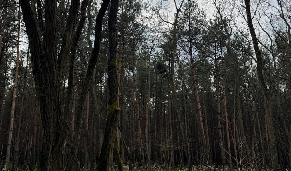 Prodej lesa 76 710 m², Račice – náhled fotky 9