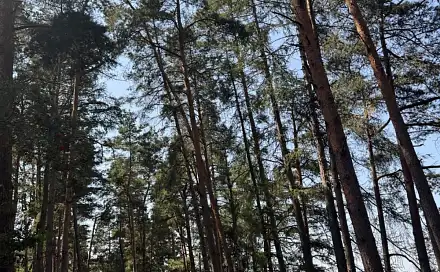 Prodej lesa 3 827 m², Krejnice - Nýřany