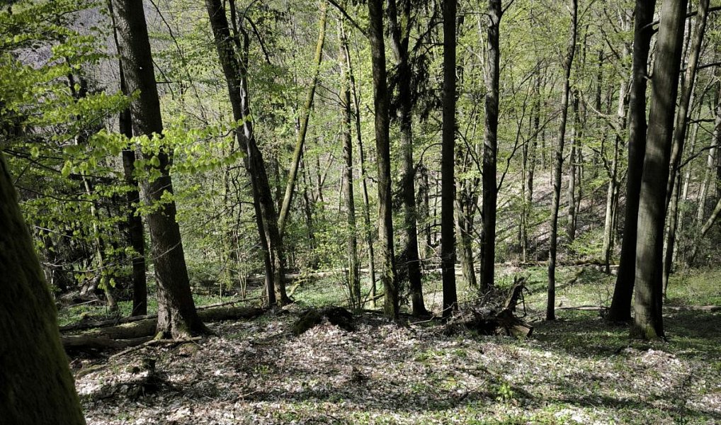Prodej lesa 12 043 m², Dobřany – náhled fotky 6