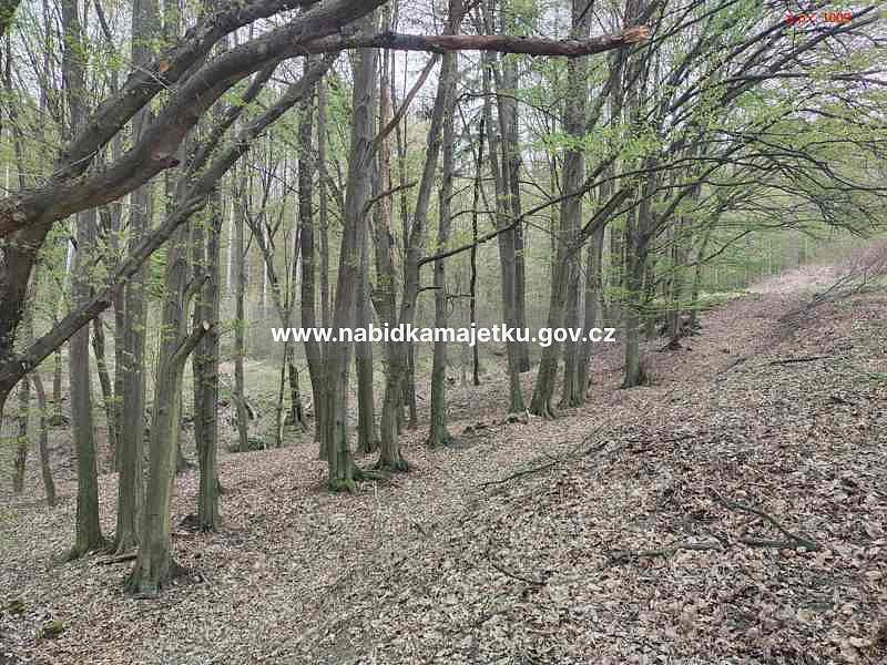 Prodej lesa 507 m² – fotografie 3