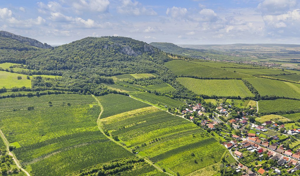 POZEMEK S VINNÝM SKLEPEM POD PÁLAVOU, HORNÍ VĚSTONICE, Horní Věstonice – náhled fotky 16