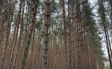 Prodej lesa 63 021 m², Libotenice - Služetín