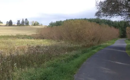 Dražba louky 925 m², Lom u Tachova