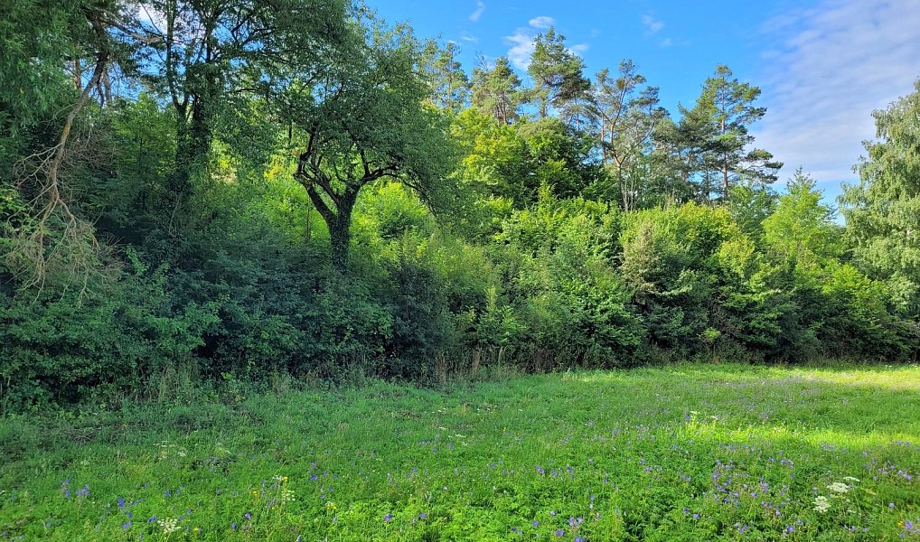 Prodej louky 3 885 m², Sýkořice – náhled fotky 4