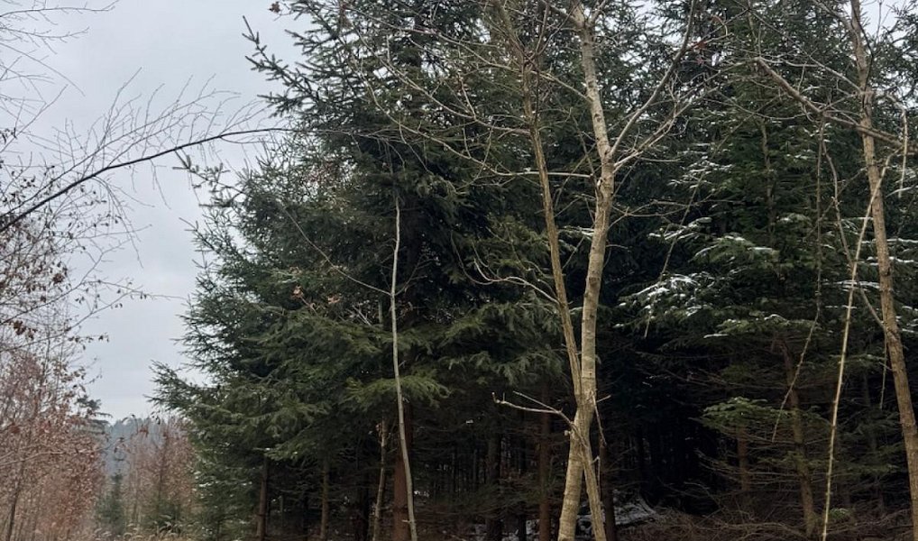 Prodej lesa 18 019 m², Ublo – náhled fotky 5